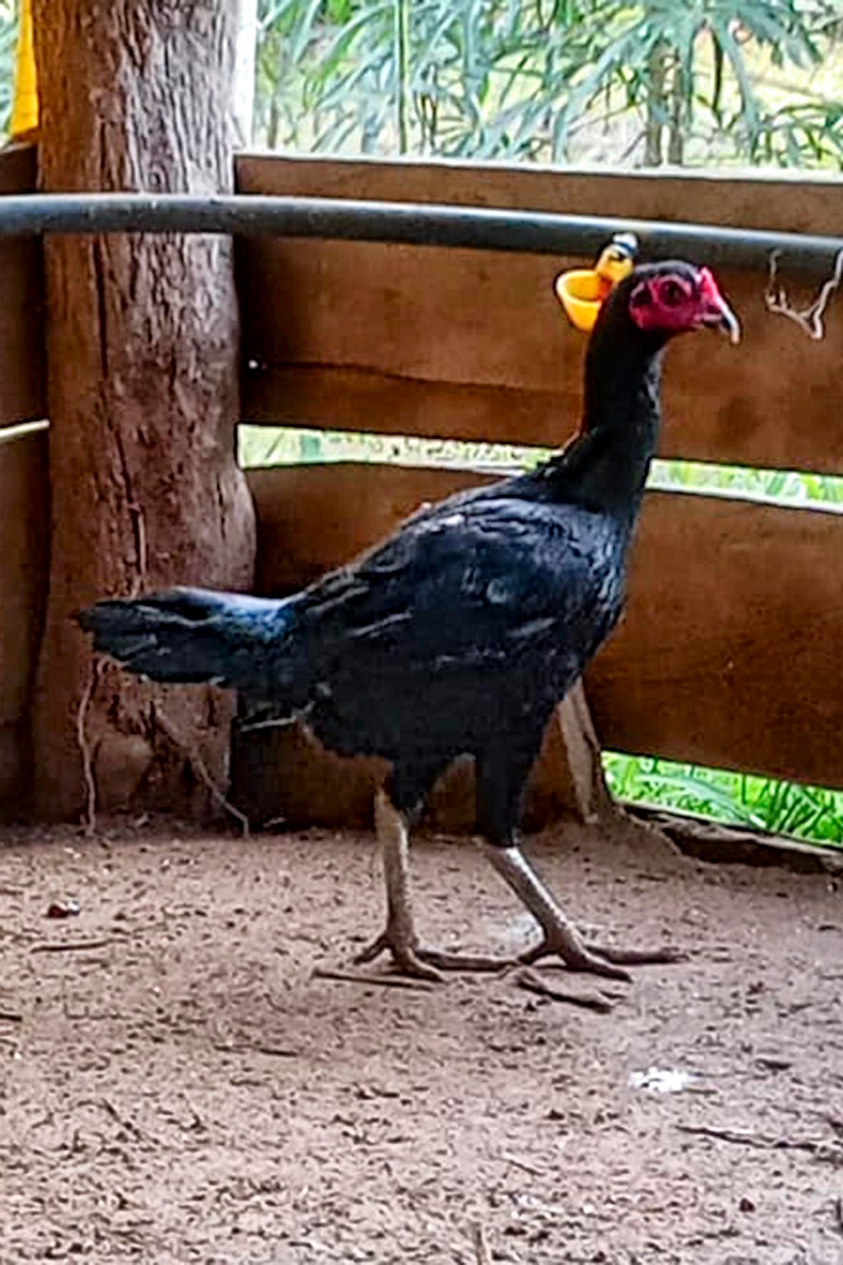 WhatsApp Image 2025-04-03 at 7.35.43 PM copia.jpg